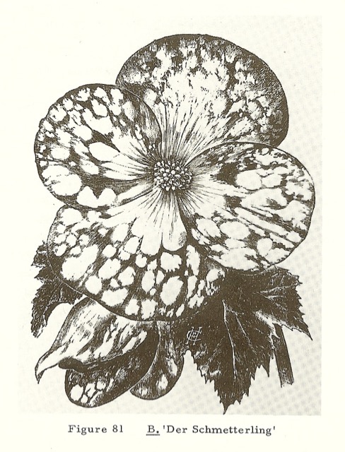 B. ‘Die Schmetterling’